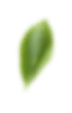 leaf1.png