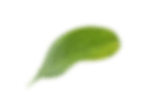 leaf4.png